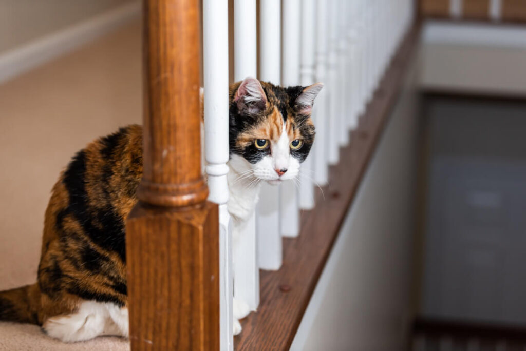 Hoch steht katze fell Körpersprache Katze