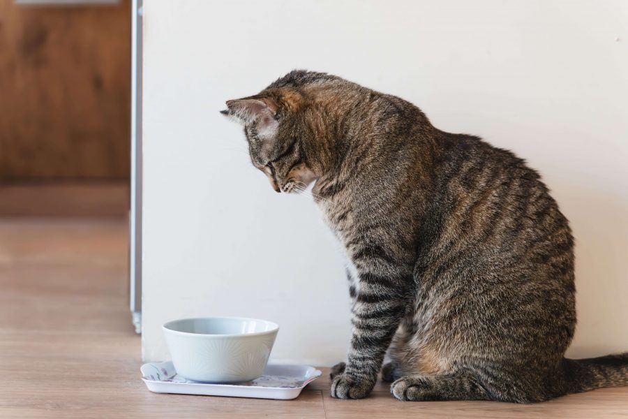 Meine Katze Hat Durchfall Und Macht überall Hin Katze hat Durchfall, was tun? – Ursachen und Behandlung | Cat’s Best