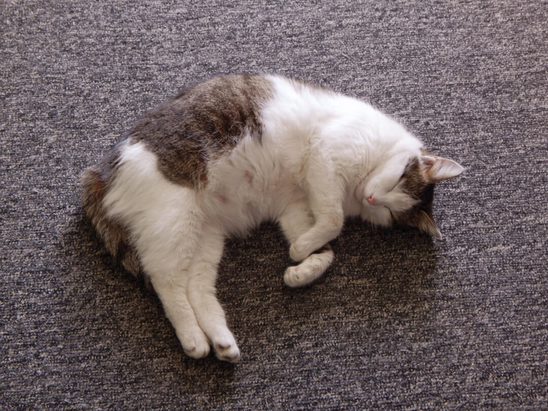 Wie Macht Man Nasenspülung Bei Katzen
