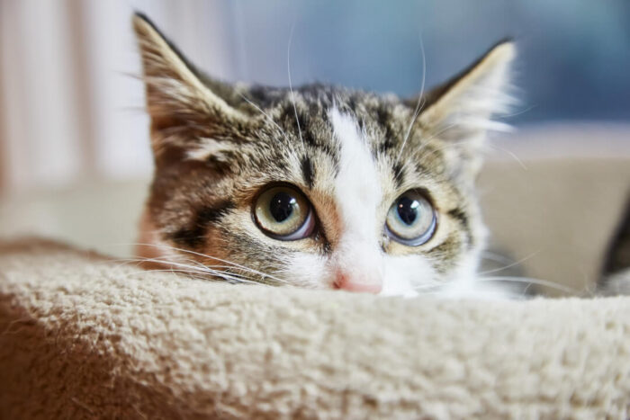 Katze an Katzenklappe gewöhnen: Alles was Sie wissen müssen | Cat’s Best