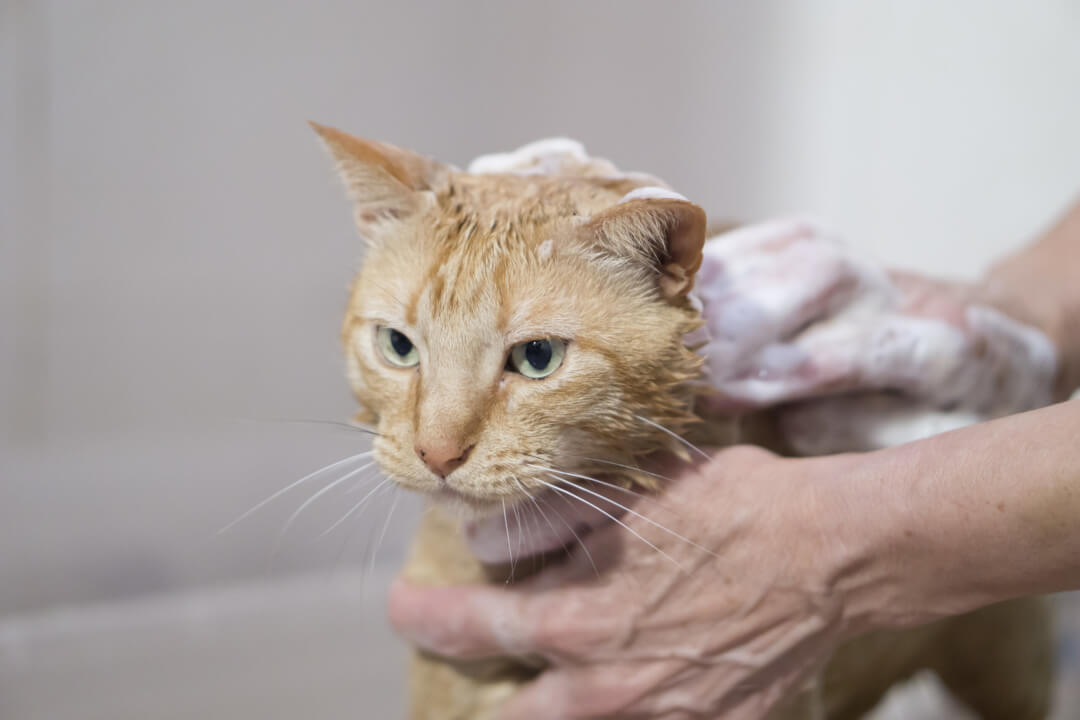 Katze baden – diese Punkte sollten Sie beim Waschen Ihrer Katze unbedingt beachten! | Cat’s Best