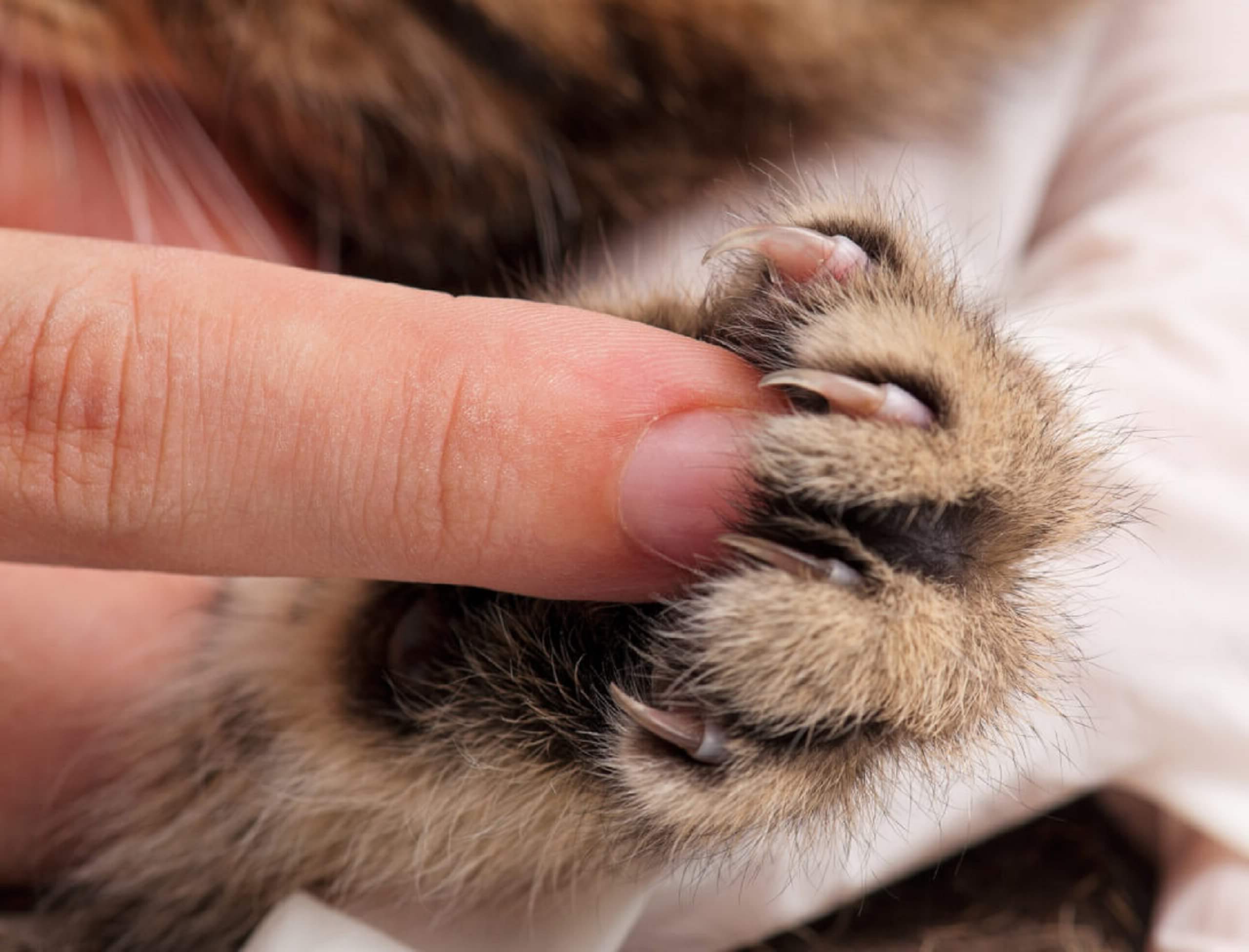 Ab Wann Krallen Schneiden Bei Katzen