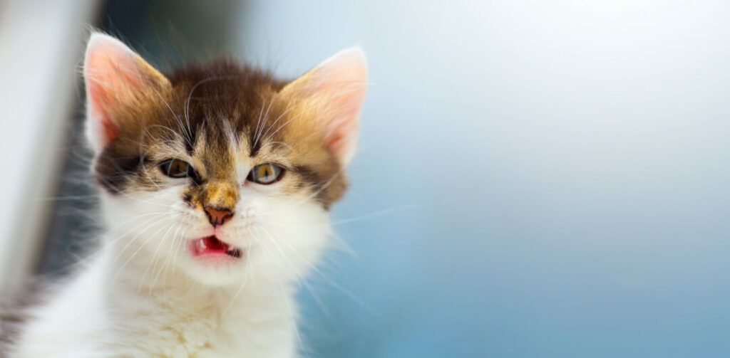 Fremde Katze Läuft Hinterher Und Miaut