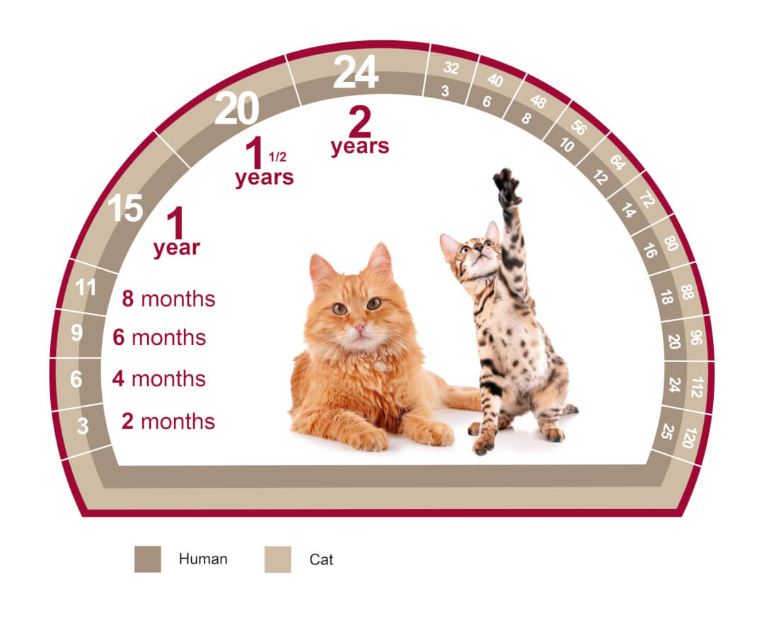 Wie Viel Katzenjahre Sind Ein Menschenjahr Senior Katze: wenn die Katze in die Jahre kommt | Cat’s Best