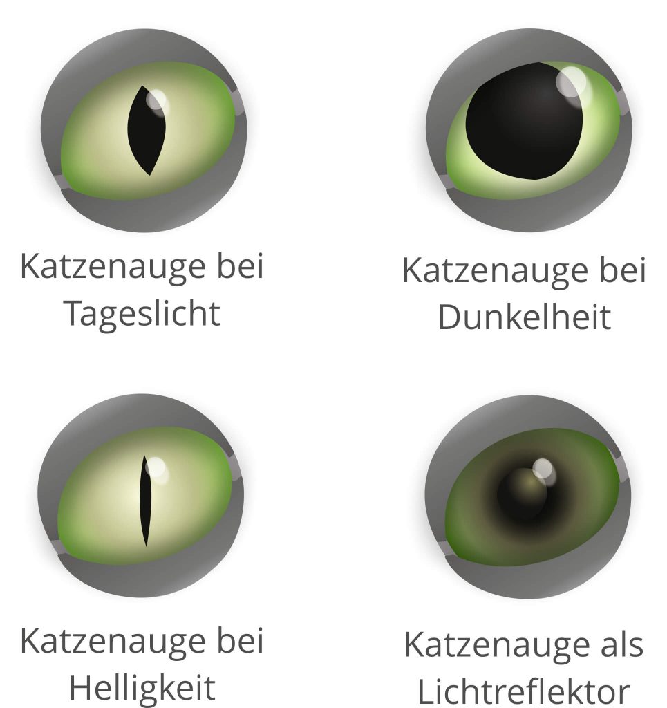 Fakten über Katzenaugen und Sicht