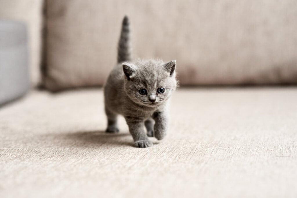 Kittens What you should know about getting and raising one Cat’s Best