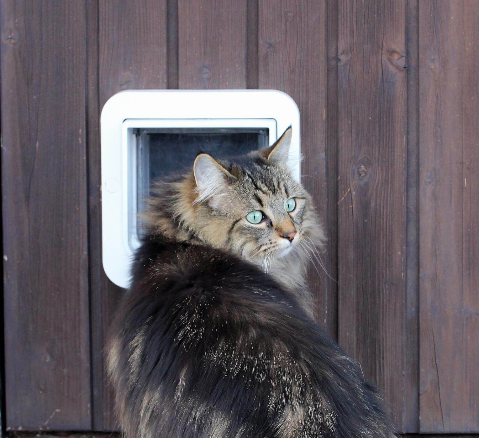 Katze an Katzenklappe gewöhnen: Alles was Sie wissen müssen | Cat’s Best