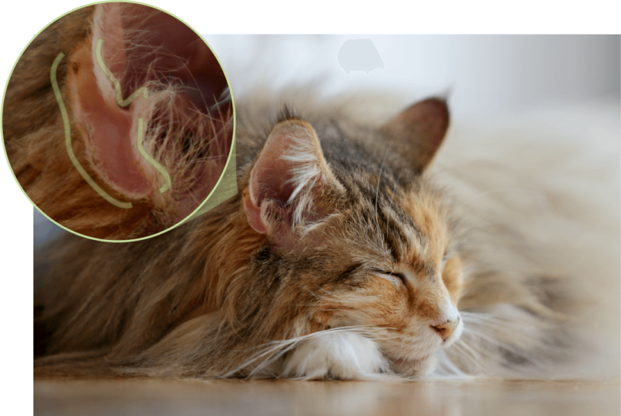 KatzenOhren reinigen Cat’s Best