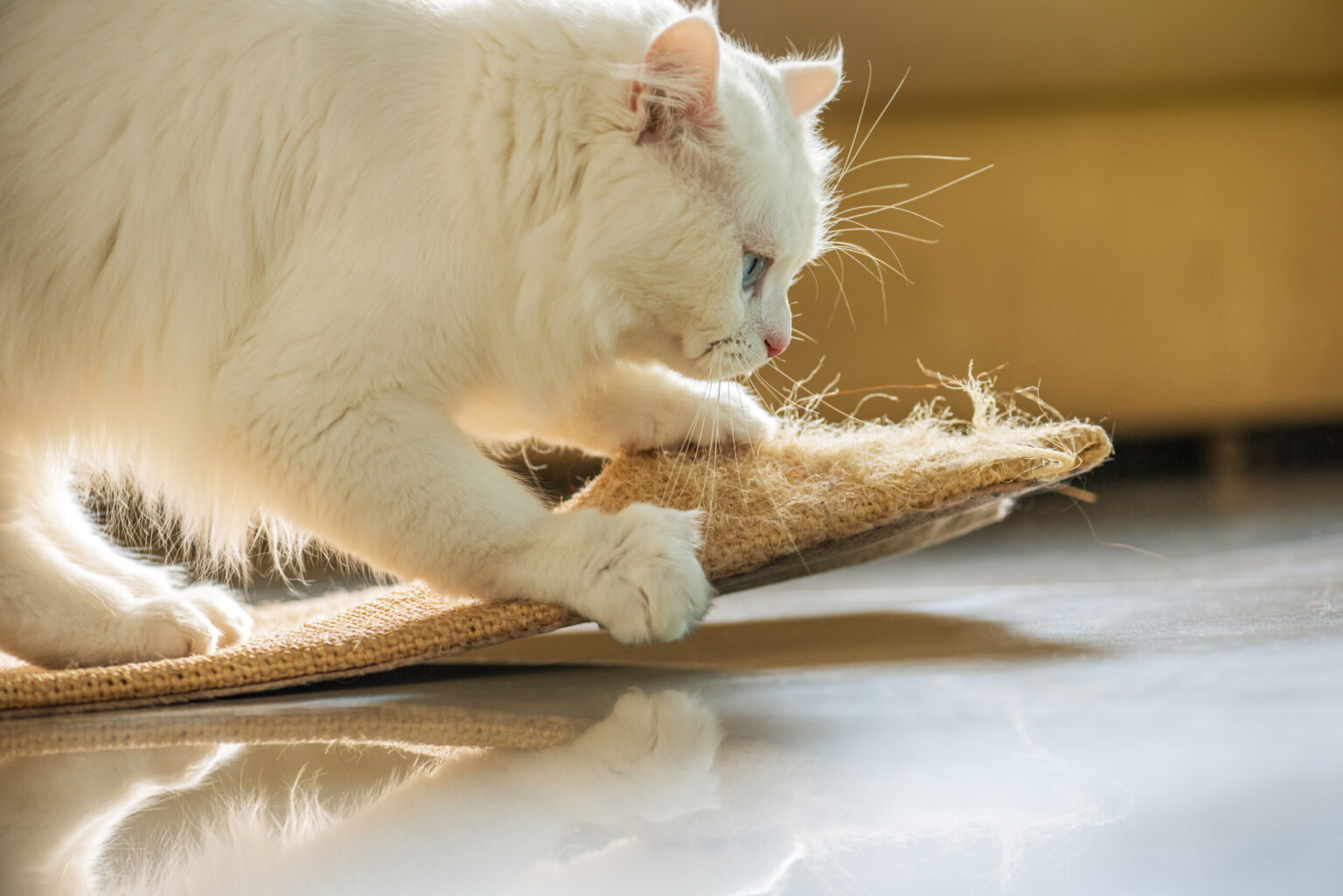 Katzen Das Kratzen An Türen Abgewöhnen Wie Sie Ihre Katze das Kratzen abtrainieren | Cat’s Best