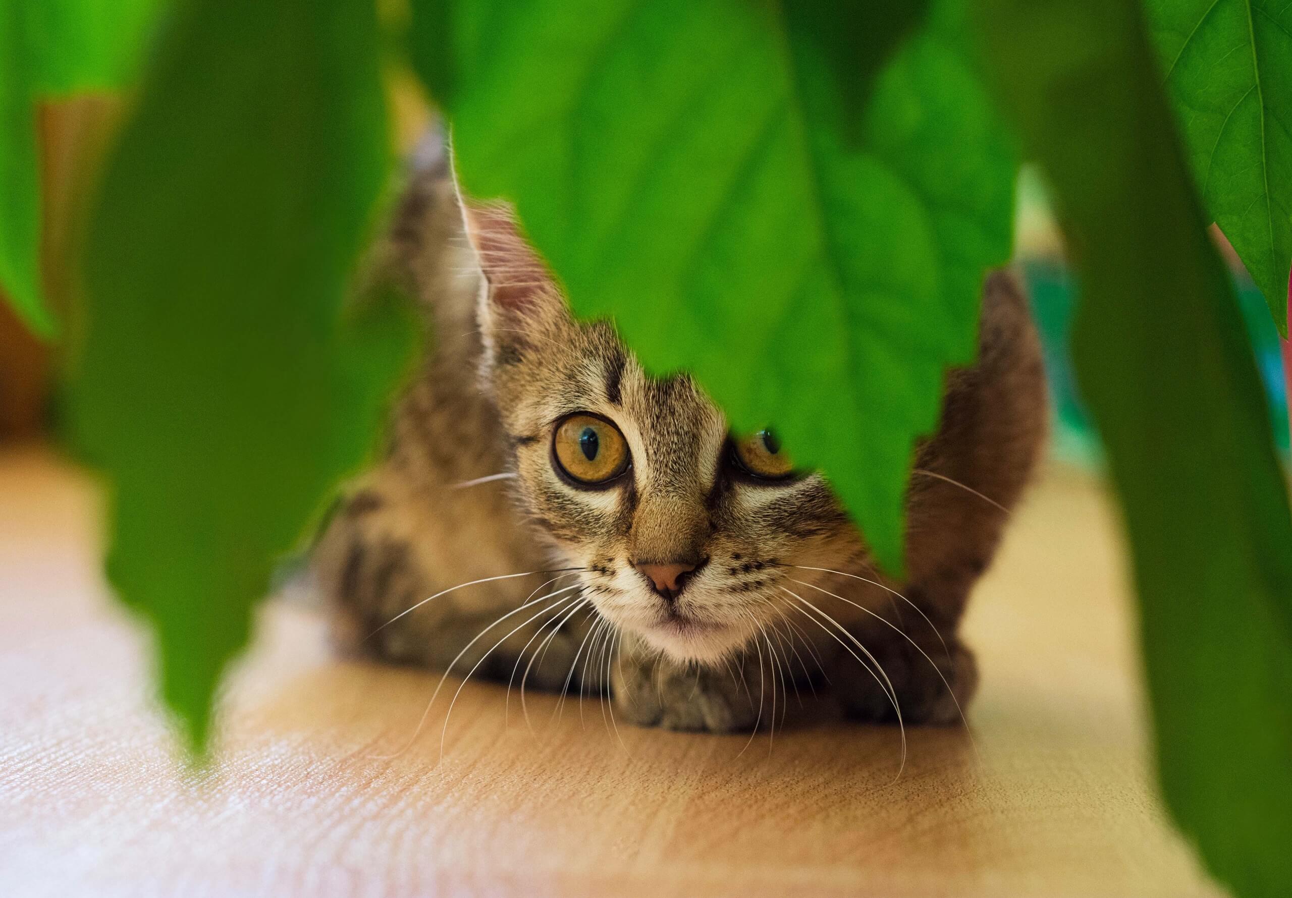Katzen und Pflanzen Cat’s Best
