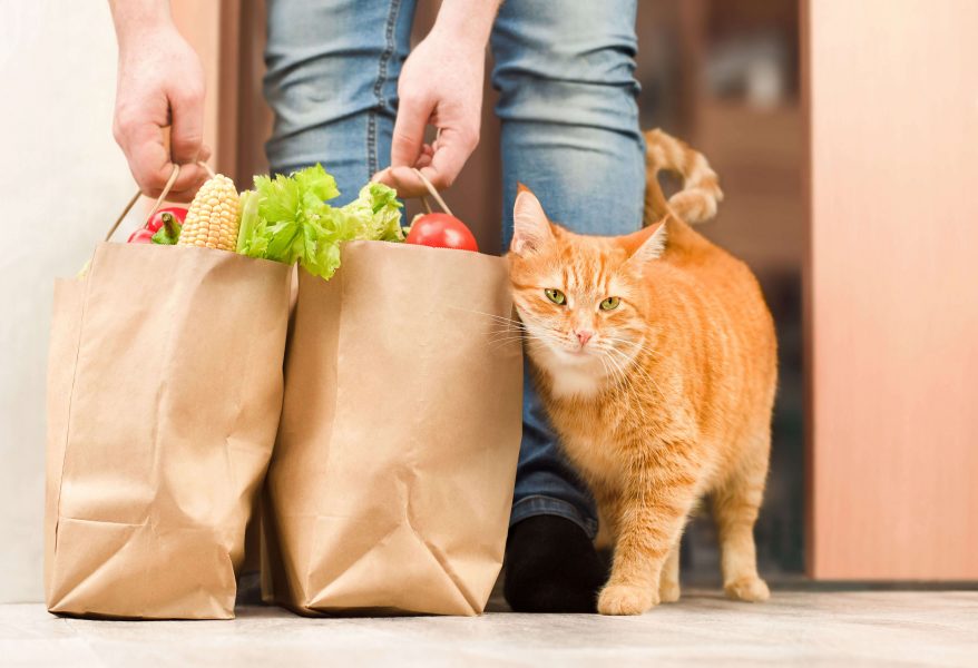 Meine Katze Hat Durchfall Und Macht überall Hin Katze hat Durchfall, was tun? – Ursachen und Behandlung | Cat’s Best