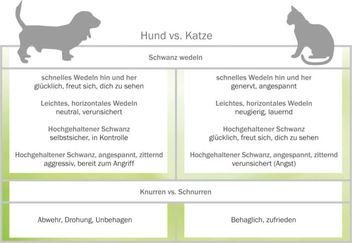 Katzensprache verstehen - so deuten Sie das Verhalten Ihrer Katze | Cat