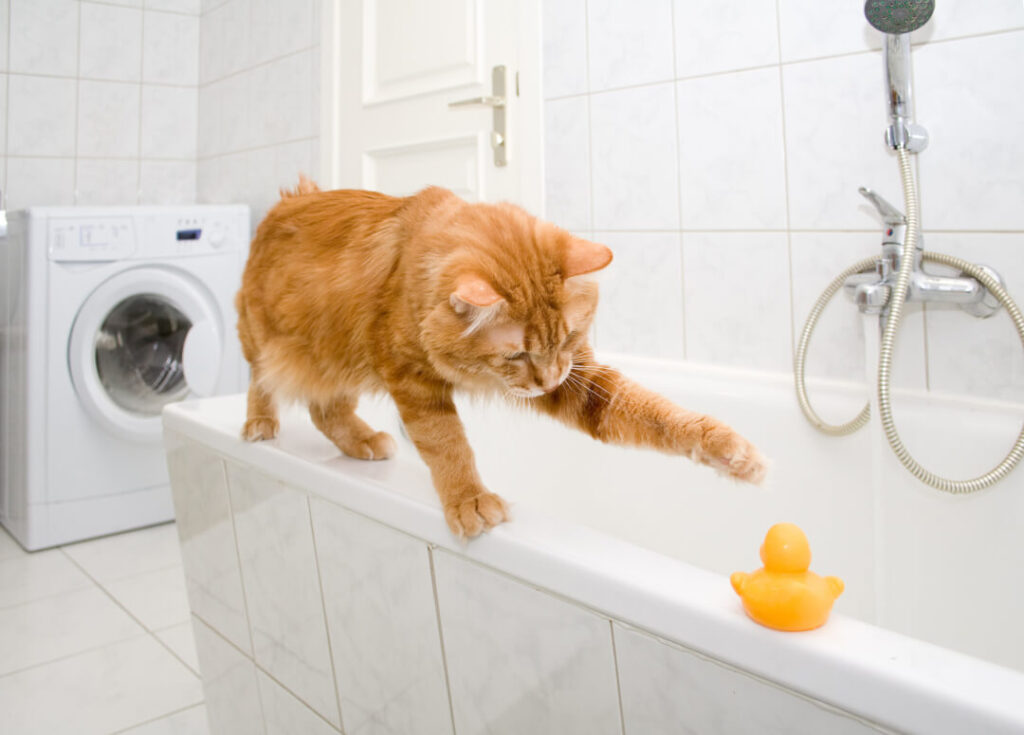 Cat baths things to know when washing your cat! Cat’s Best