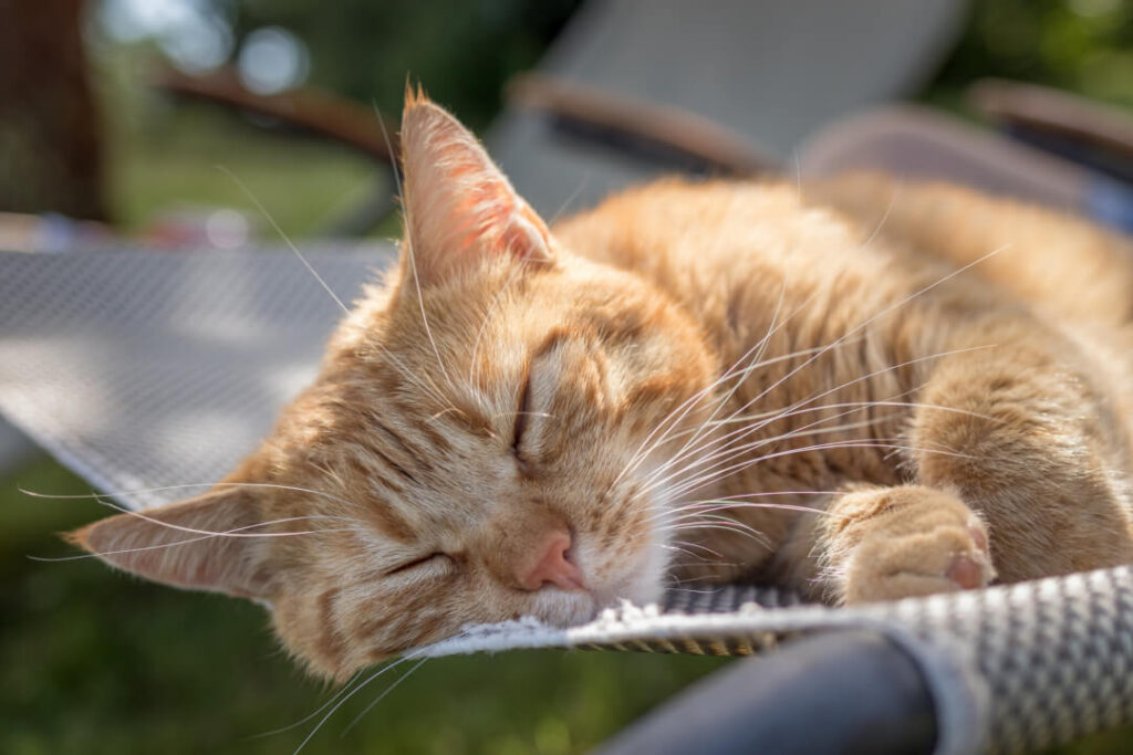 Was Tun Wenn Katzen Warm Ist