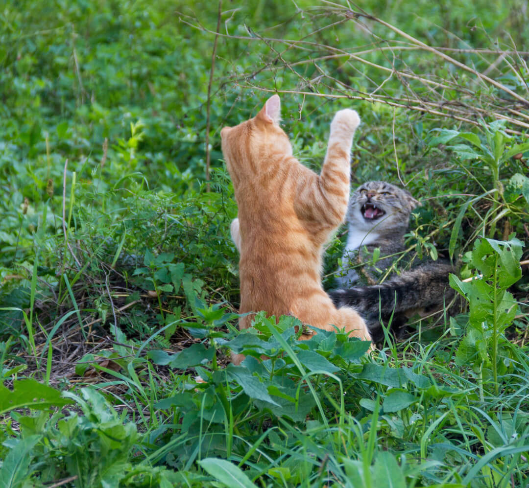 Freigänger oder Wohnungskatze Cat’s Best