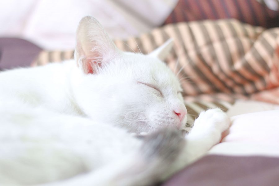 Manee Khao Manee | Cat’s Best