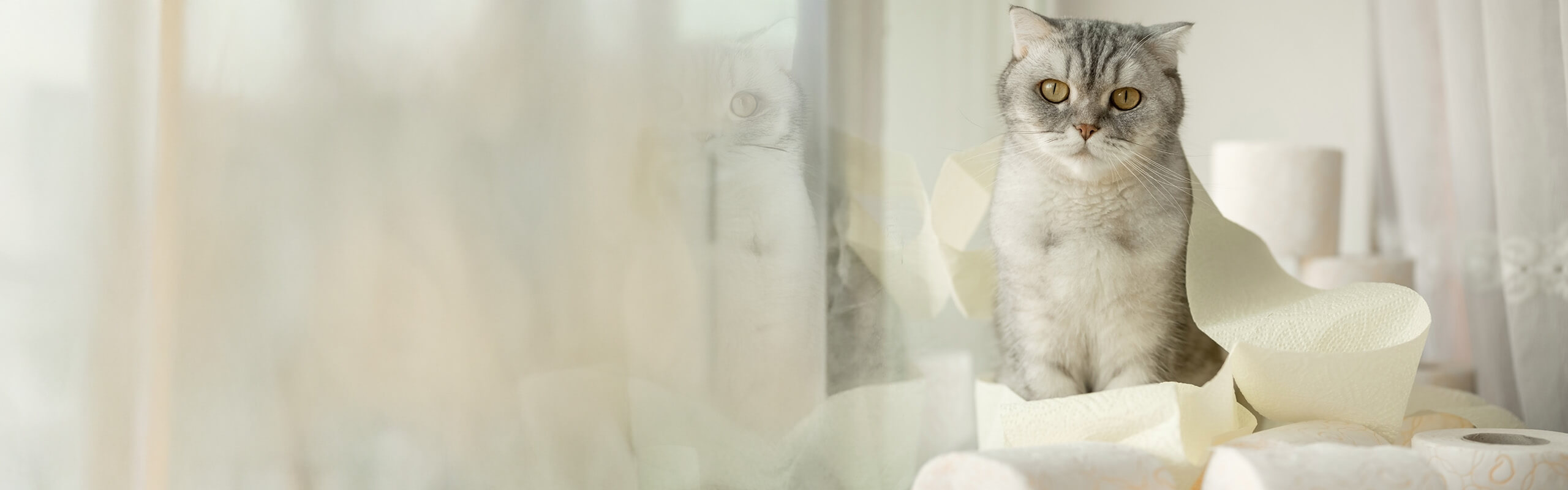 cube rennrad damen Cube Axial WS GTC Pro (2023)