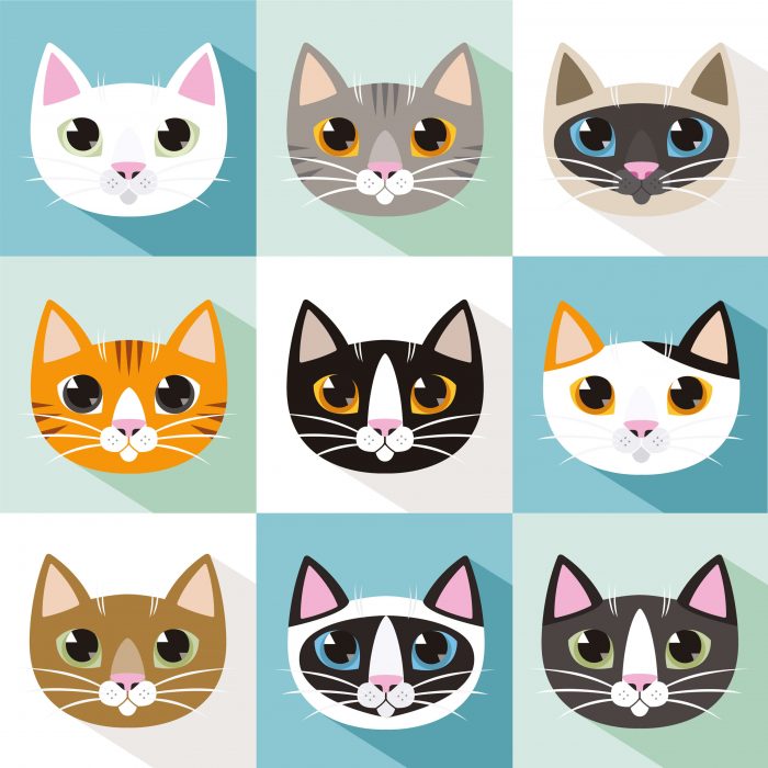 Welche Katze Passt Zu Mir Test