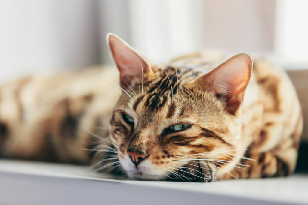 Wird dünner katze trotz immer fressen alte • 8