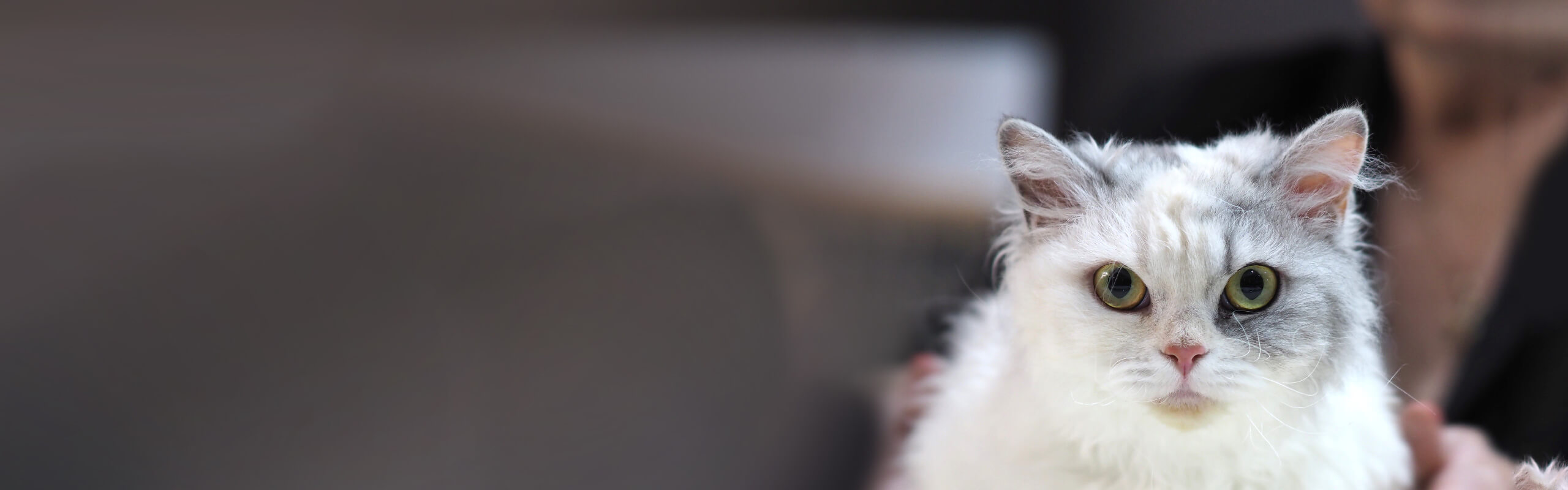 Selkirk Rex Cat’s Best