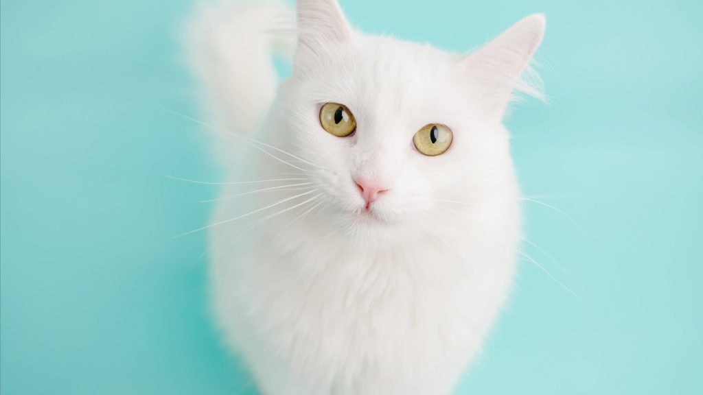 Weiße Katze mit gelbgrünen Augen vor türkisfarbenem Hintergrund.
