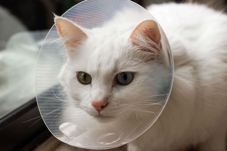 Katze trinkt nicht das Trinkverhalten Deiner Katze verstehen Cat’s Best