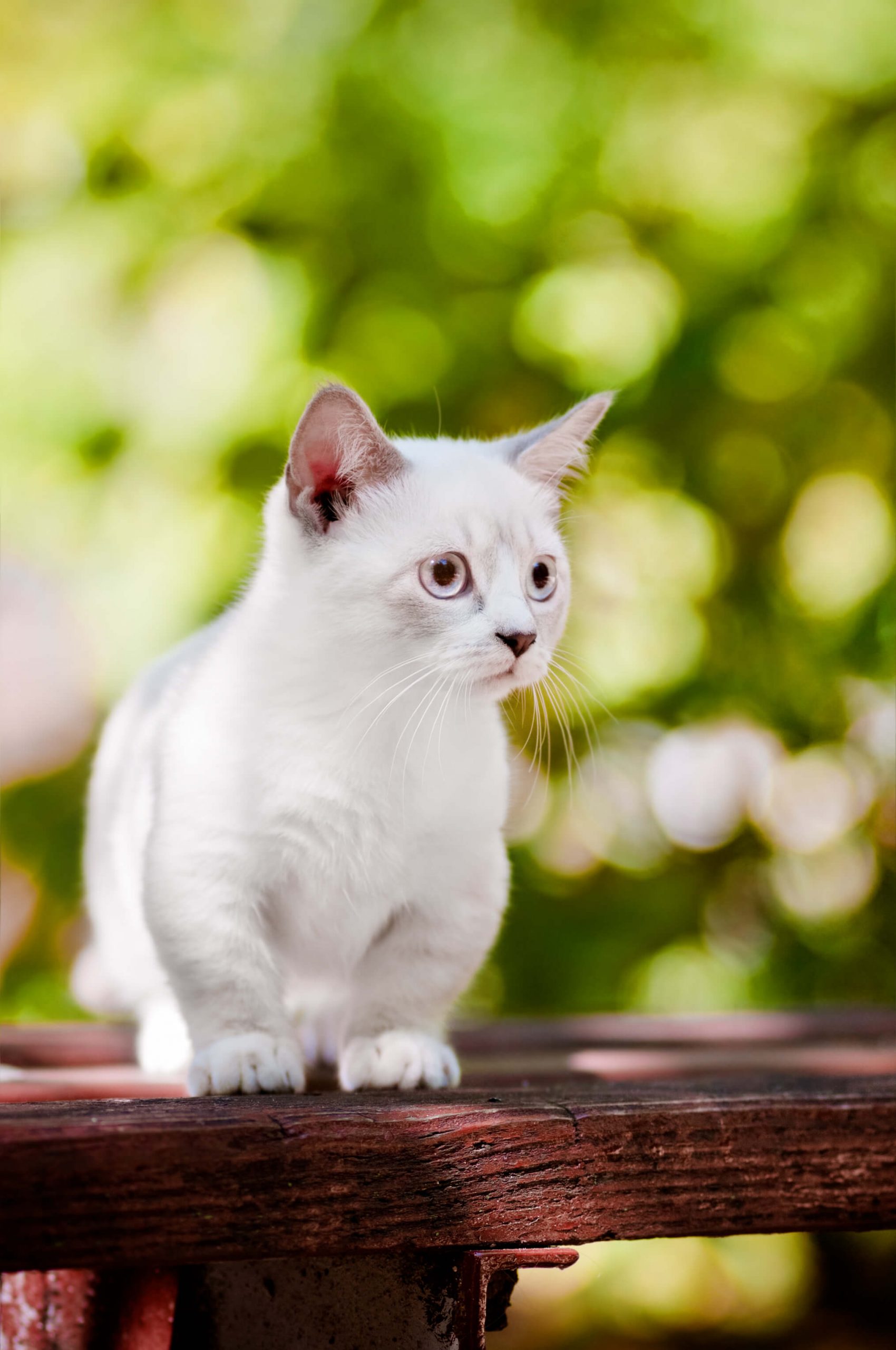 Besondere Katzen kleinste und größte Katze der Welt Cat’s Best