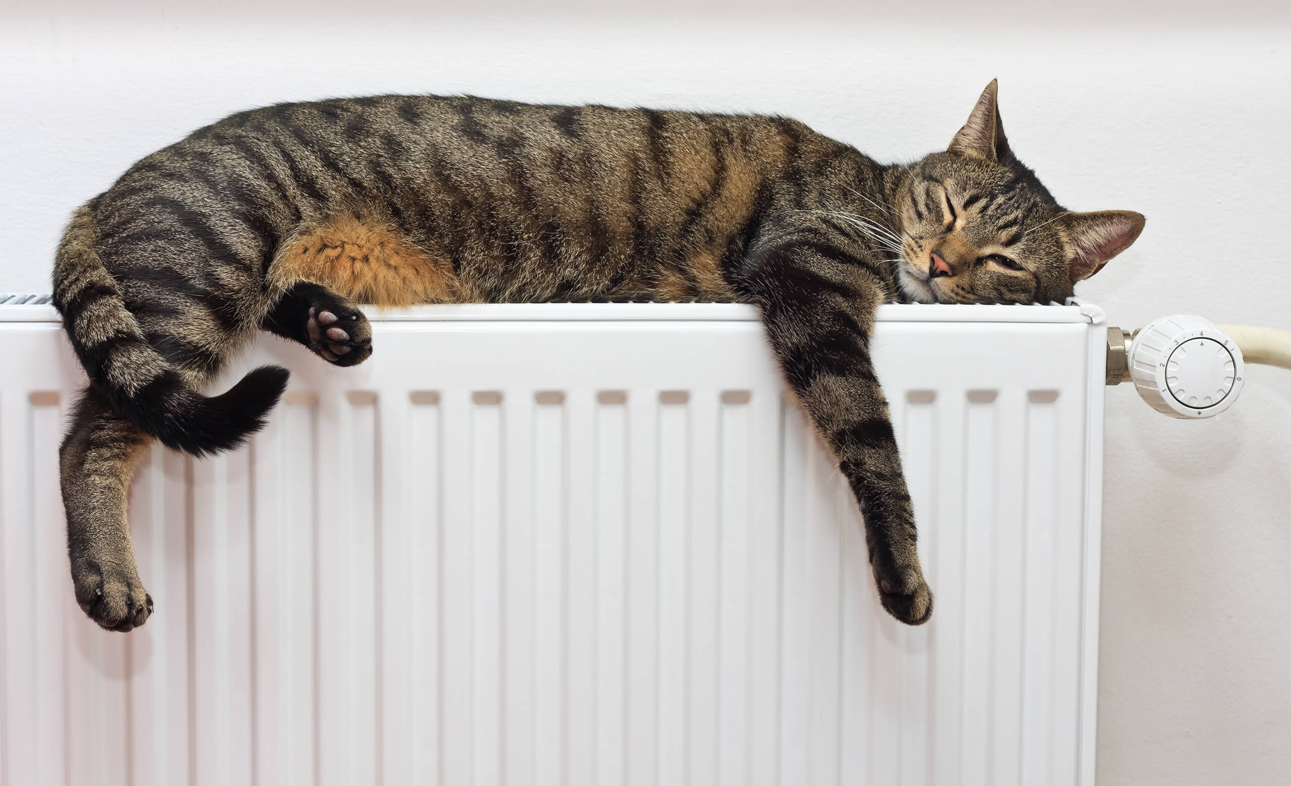 Warum Machen Katzen In Die Wohnung