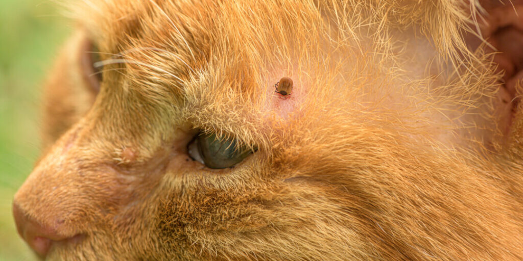 Kopf Der Zecke Steckt Noch In Der Katze